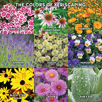 Sweet William, purple coneflower, marigold, lavendar, sedum, pansies, black-eyed Susan, aster, lamb's ear